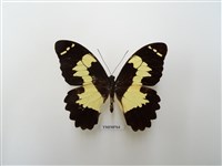 藏品(鳳蝶科-印尼(一))的圖片